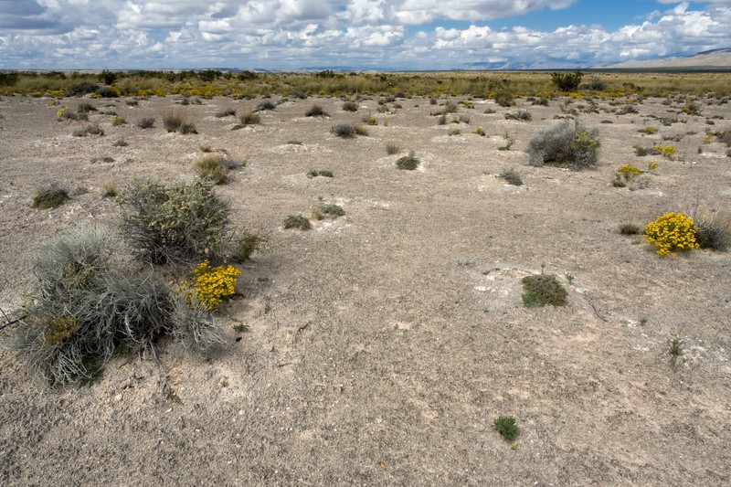 Burgess' Broomsage photo 4