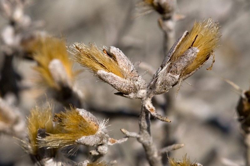 Burgess' Broomsage photo 2
