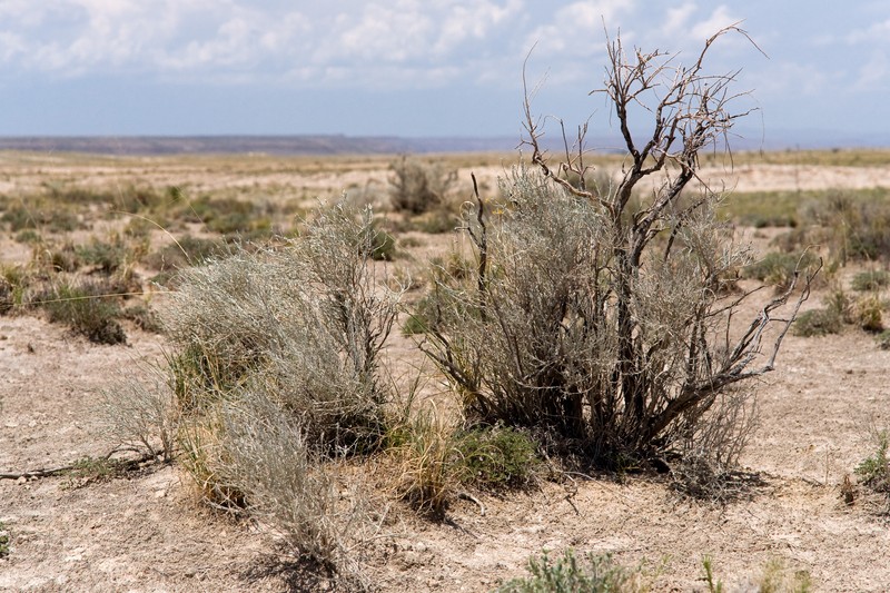 Burgess' Broomsage photo 3