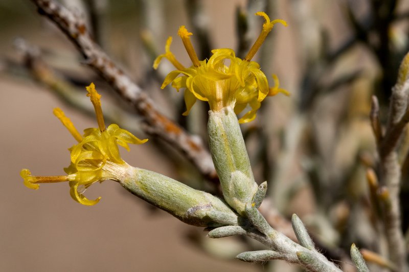 Burgess' Broomsage photo 5