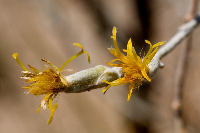 Burgess' Broomsage photo 7