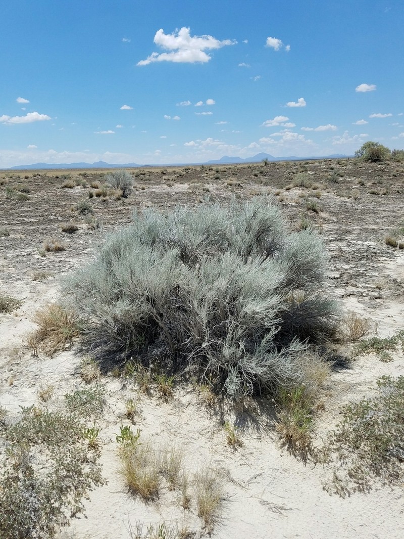 Burgess' Broomsage