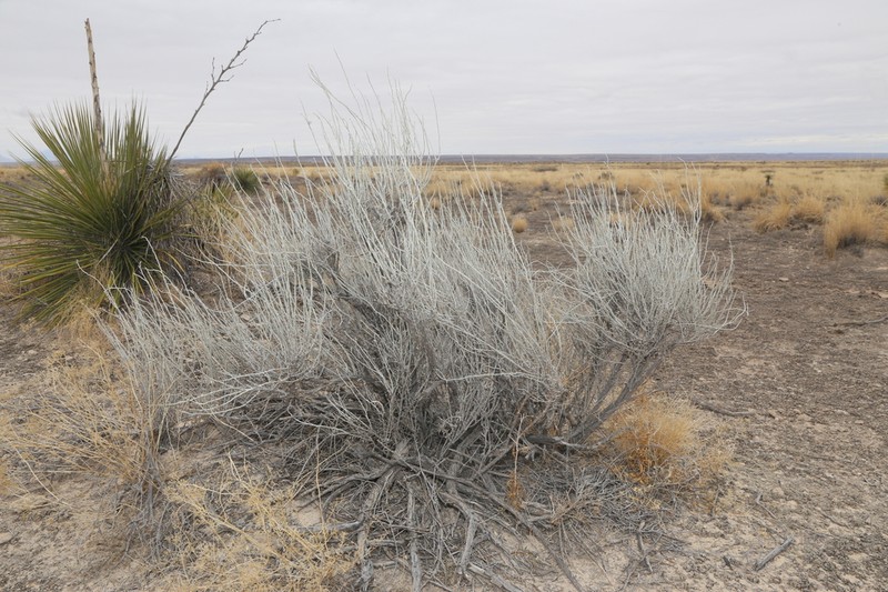 Burgess' Broomsage photo 4