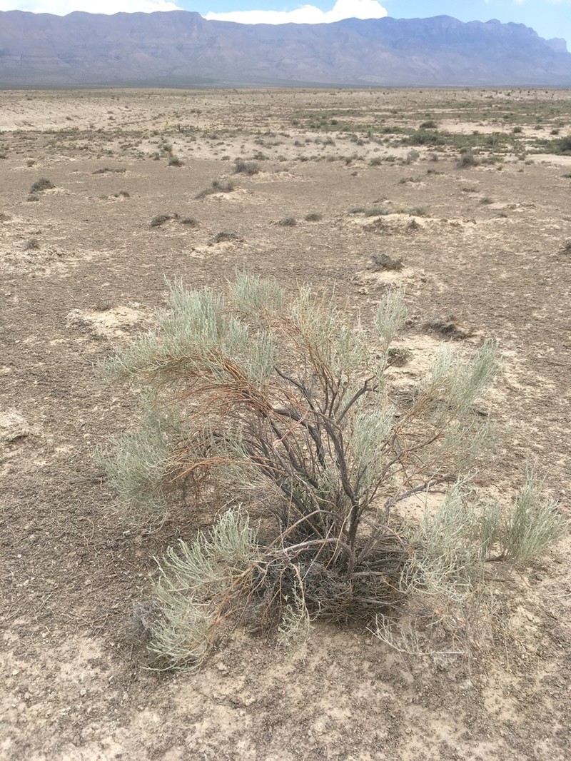 Burgess' Broomsage photo 8