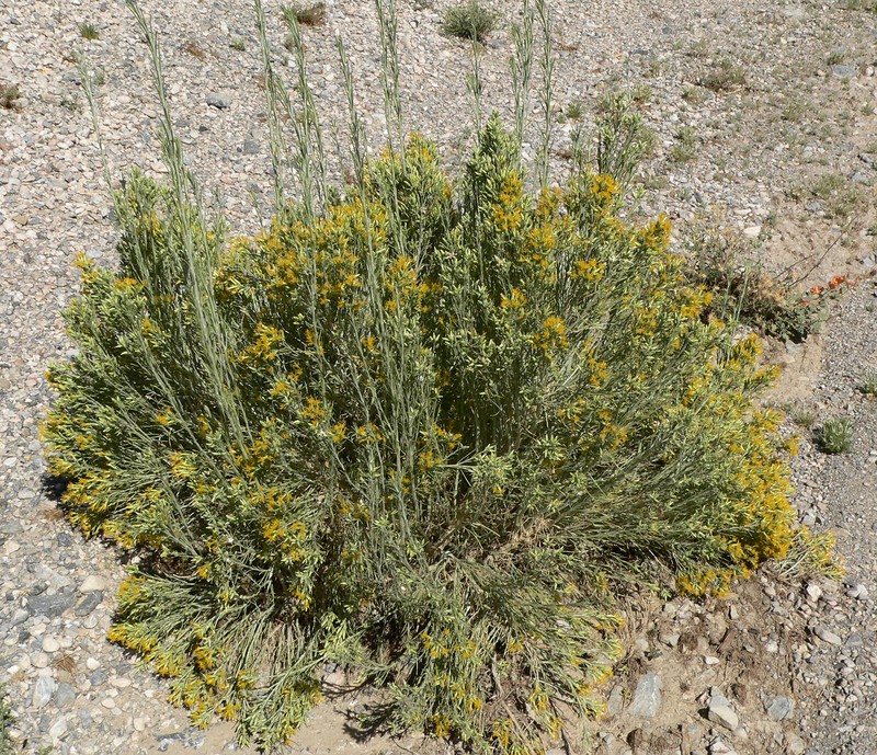 Nevada Broomsage photo 4