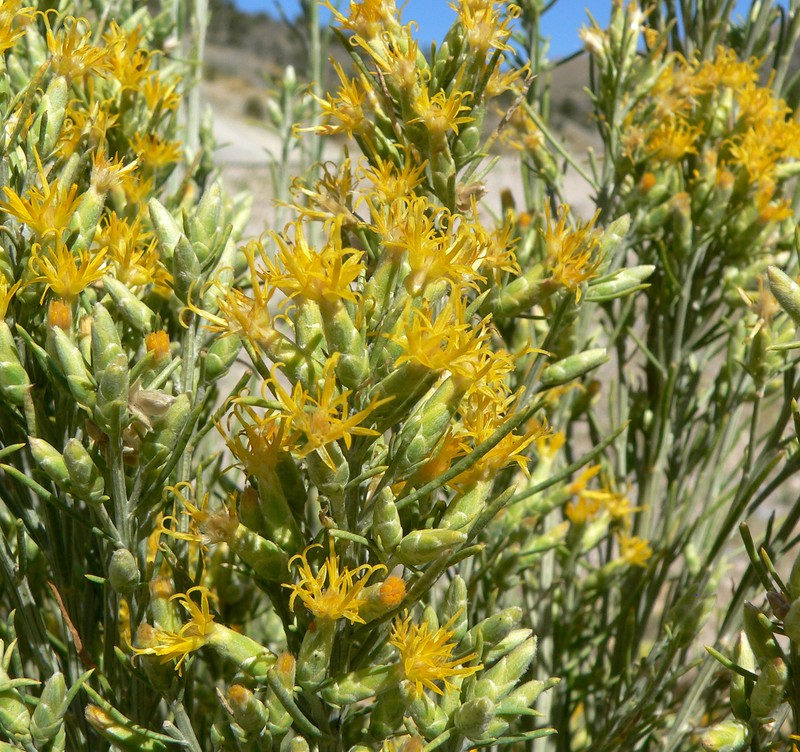 Nevada Broomsage photo 5