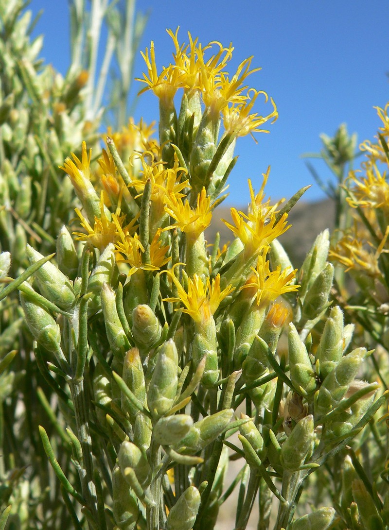 Nevada Broomsage photo 6