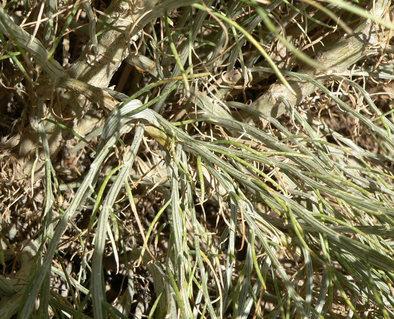 Nevada Broomsage photo 7