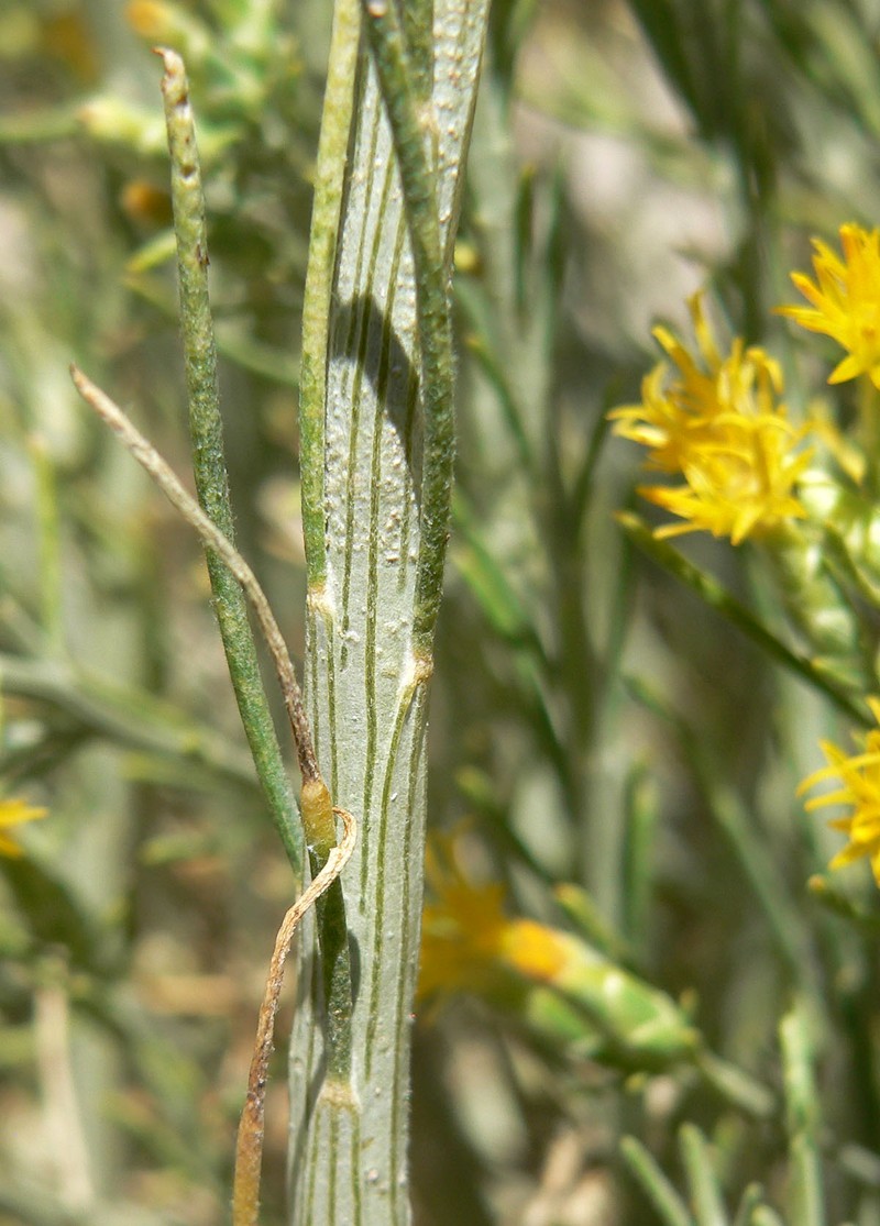 Nevada Broomsage photo 8