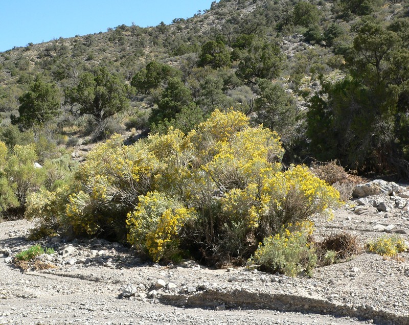Nevada Broomsage photo 2