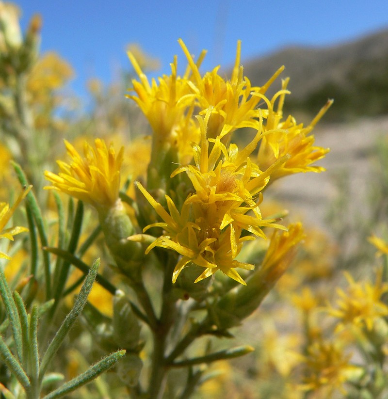 Nevada Broomsage photo 3