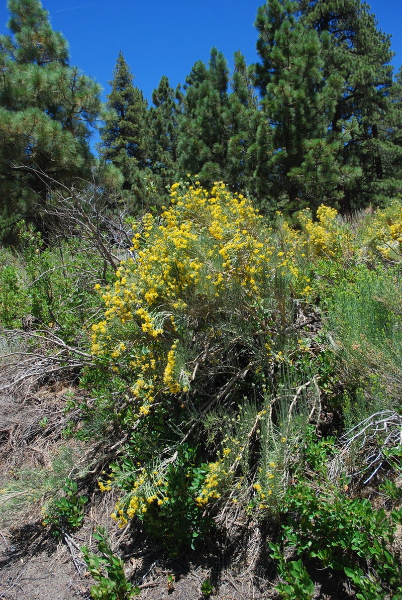 Nevada Broomsage