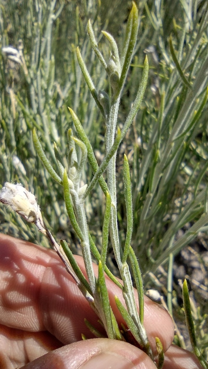 Nevada Broomsage photo 2