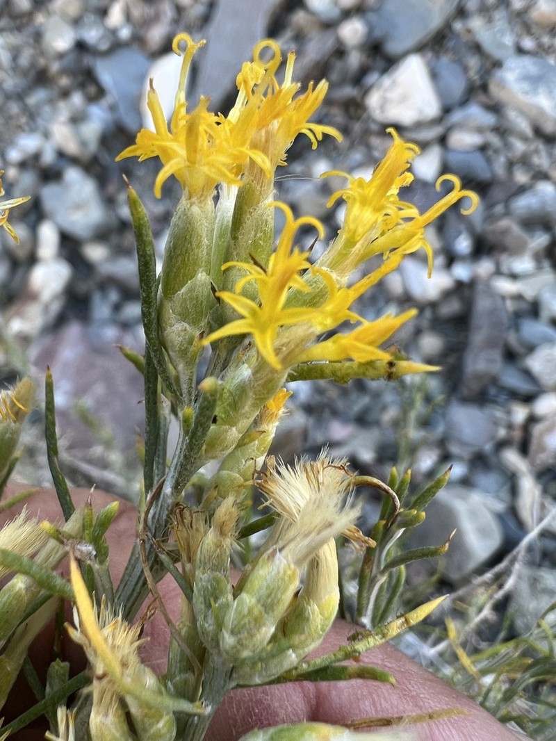 Nevada Broomsage photo 3