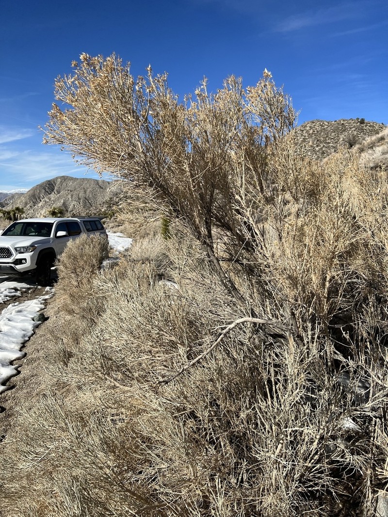 Nevada Broomsage photo 4