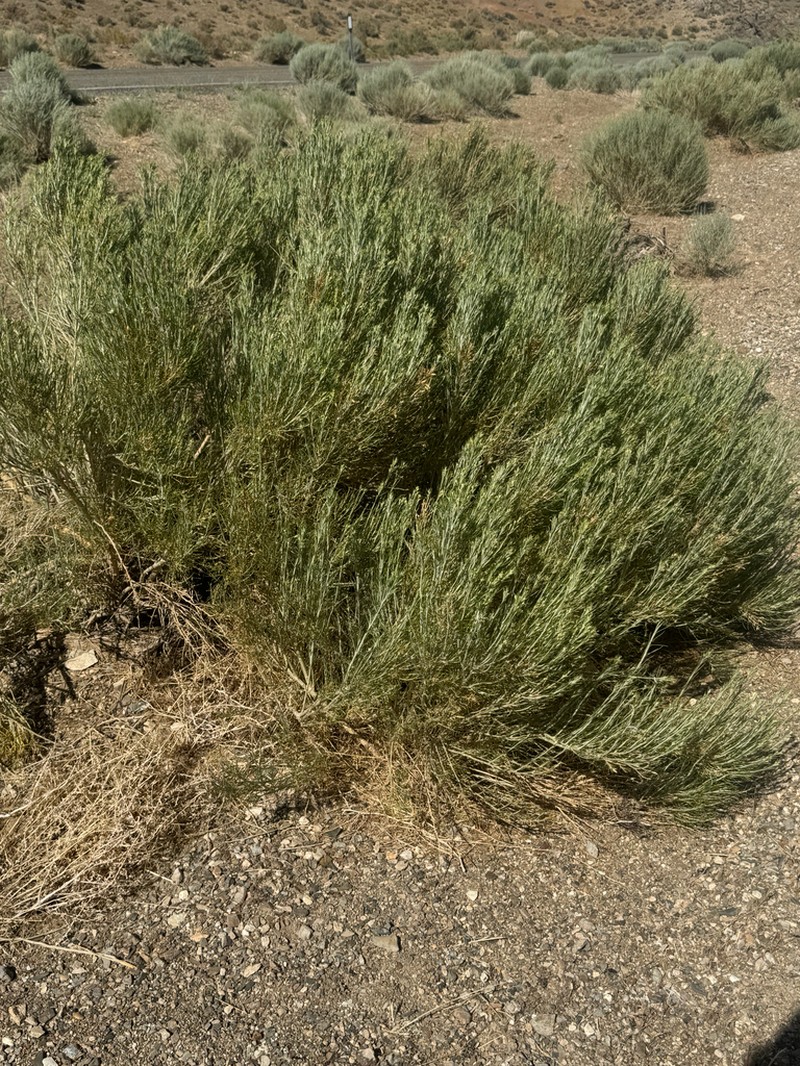 Nevada Broomsage photo 5