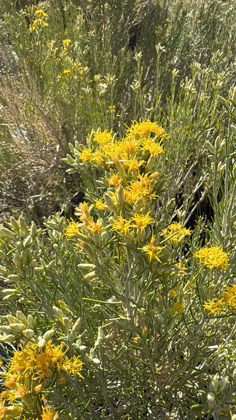 Nevada Broomsage photo 6