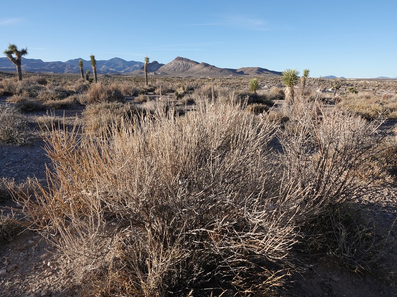 Nevada Broomsage photo 7