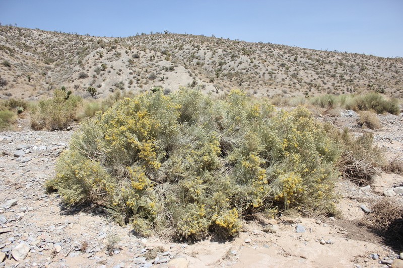 Nevada Broomsage photo 8