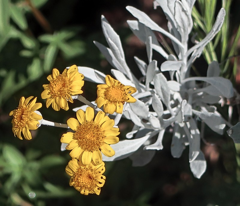 California Broomsage photo 2