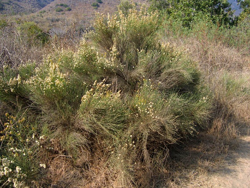 California Broomsage
