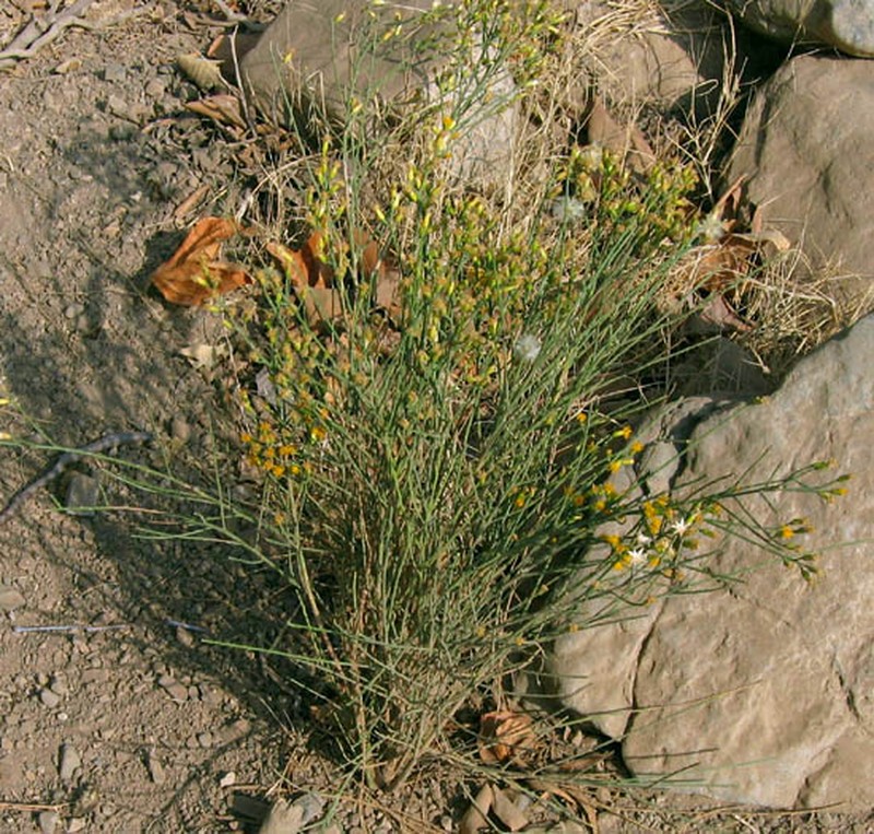 California Broomsage photo 3
