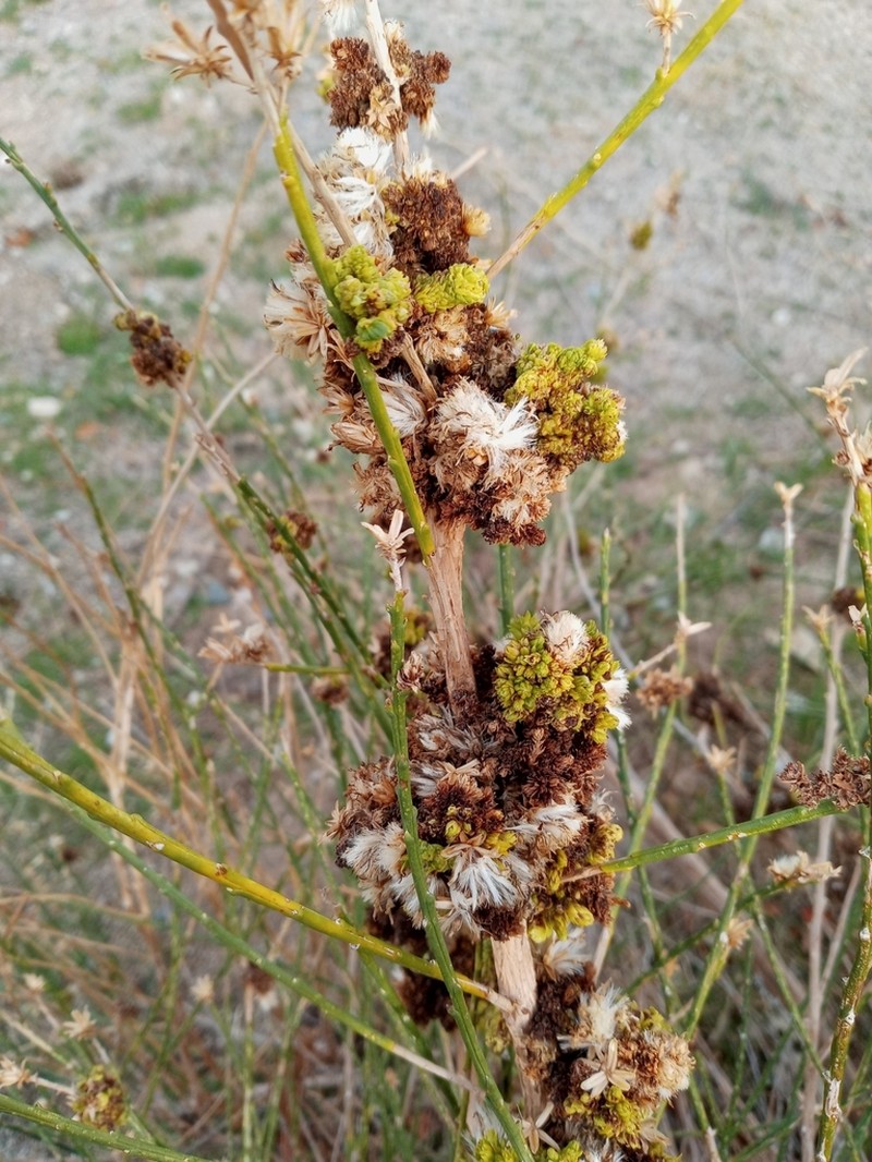 California Broomsage