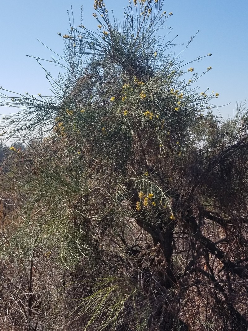 California Broomsage photo 2