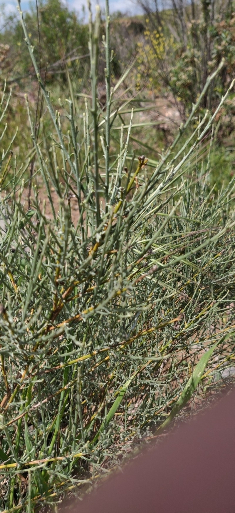 California Broomsage photo 3