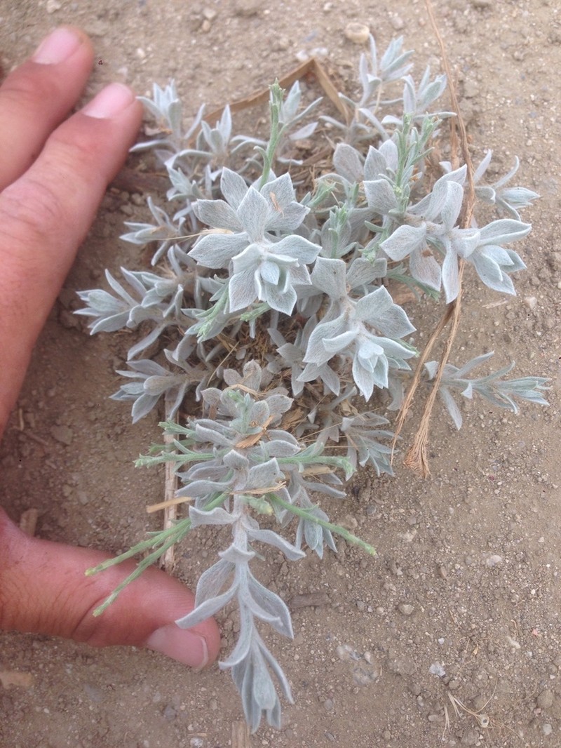 California Broomsage photo 4