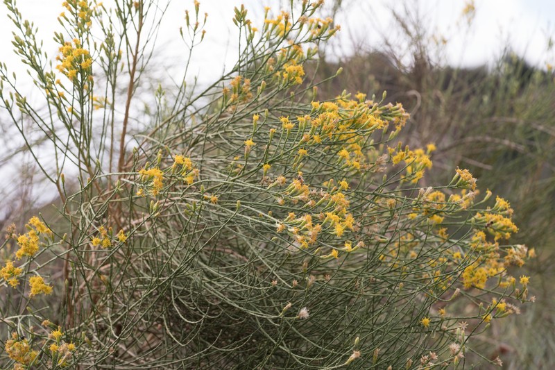 California Broomsage photo 5