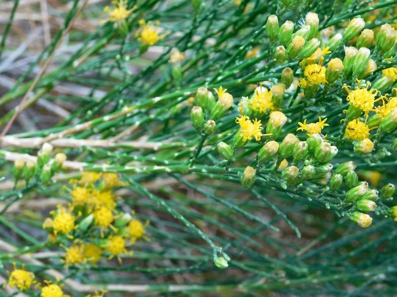 California Broomsage photo 6