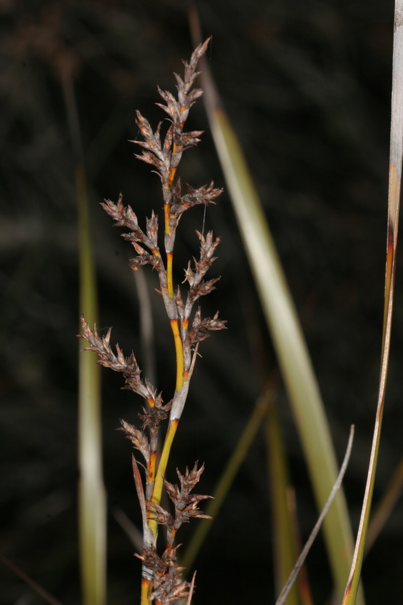 Lepidosperma fairallianum photo 2