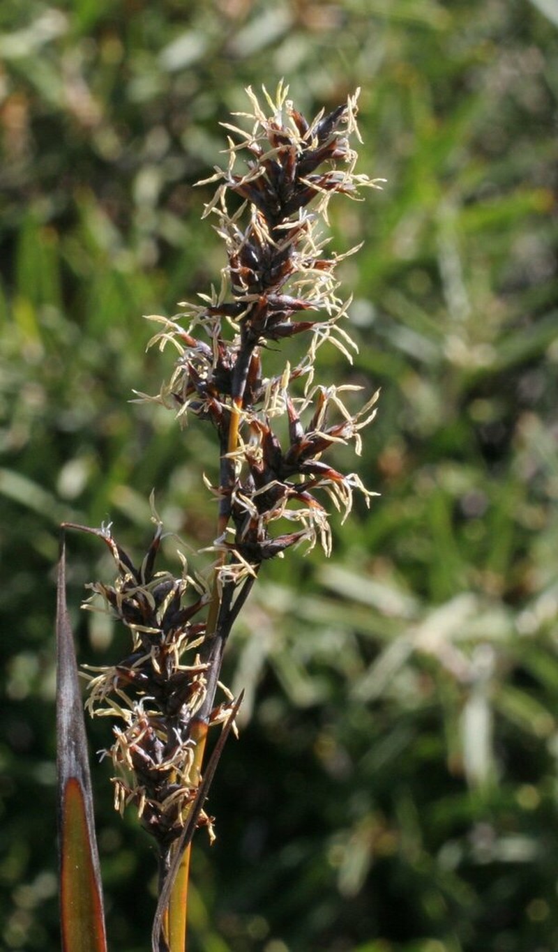 Lepidosperma fairallianum photo 3