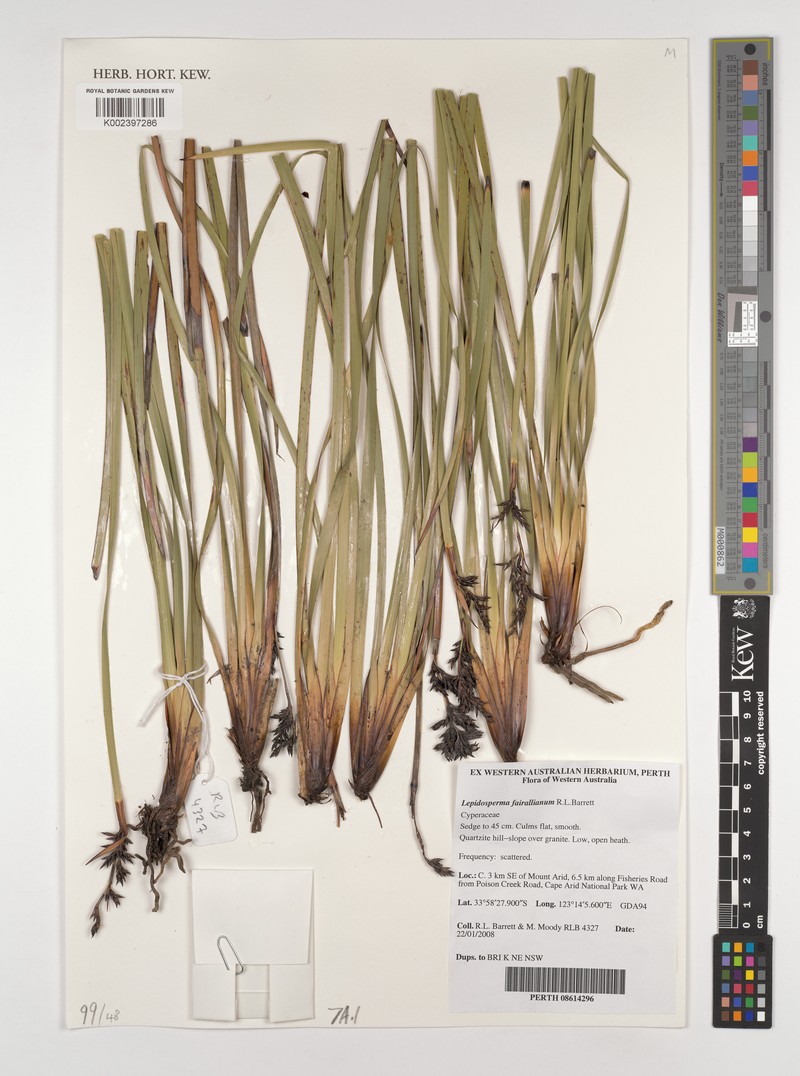 Lepidosperma fairallianum photo 4