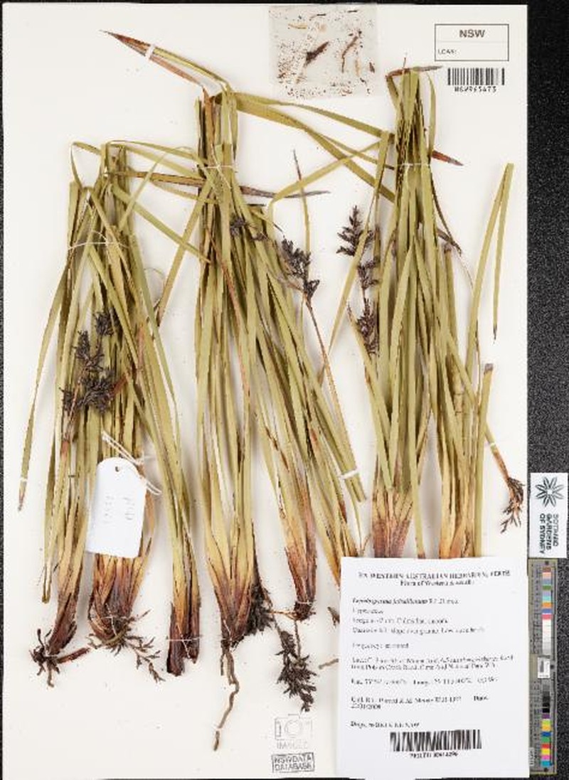 Lepidosperma fairallianum photo 5