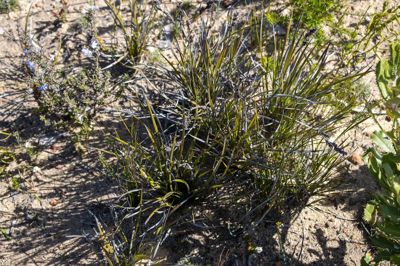Lepidosperma hispidulum photo 2