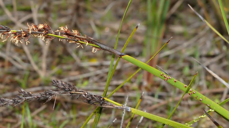 Lepidosperma hispidulum photo 3