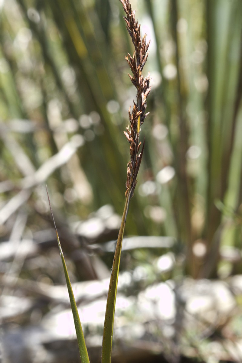 Lepidosperma hispidulum photo 4