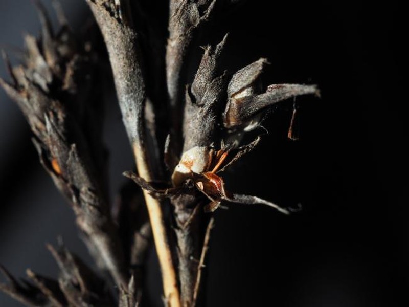 Lepidosperma hispidulum photo 5