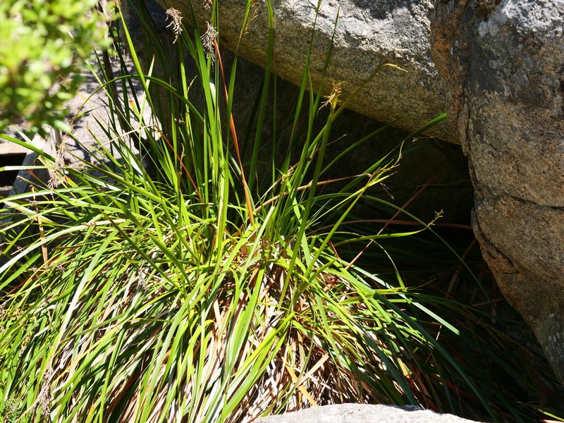 Lepidosperma hopperi