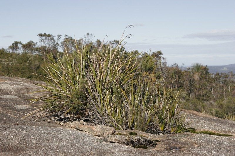 Lepidosperma hopperi photo 2