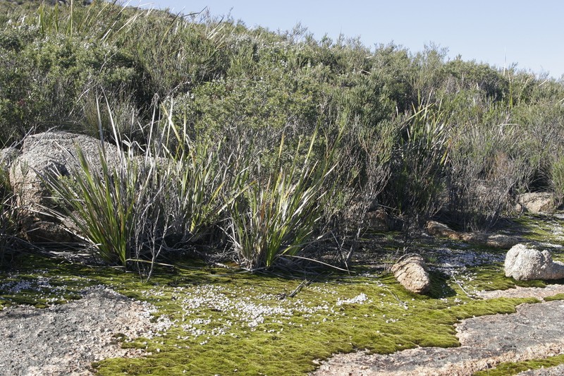 Lepidosperma hopperi photo 3