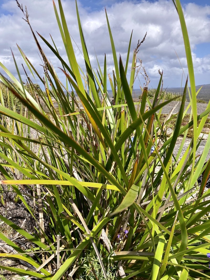 Lepidosperma hopperi photo 4