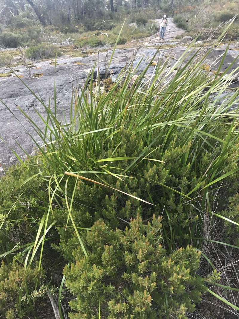 Lepidosperma hopperi photo 5