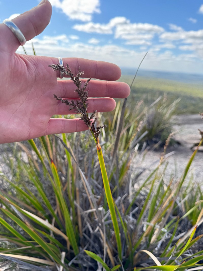 Lepidosperma hopperi photo 6