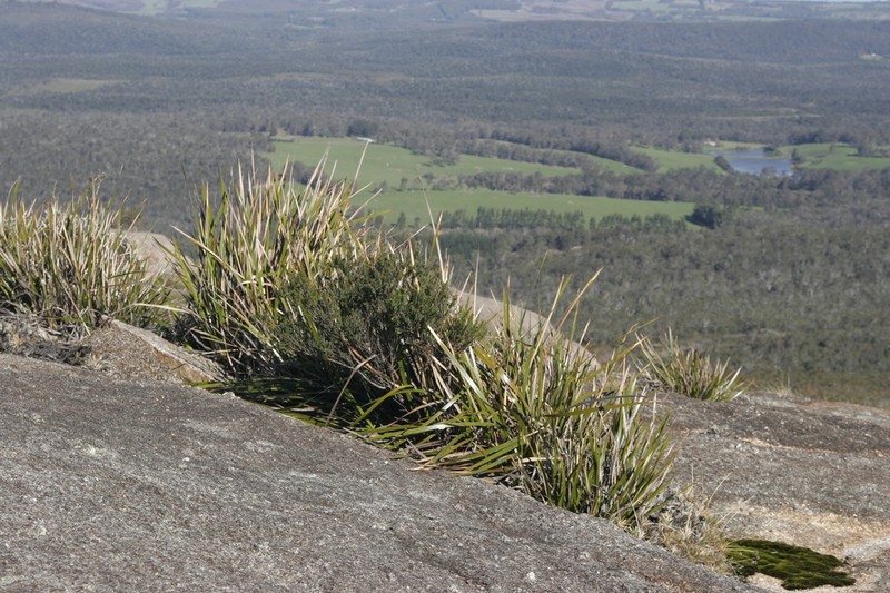 Lepidosperma hopperi photo 7