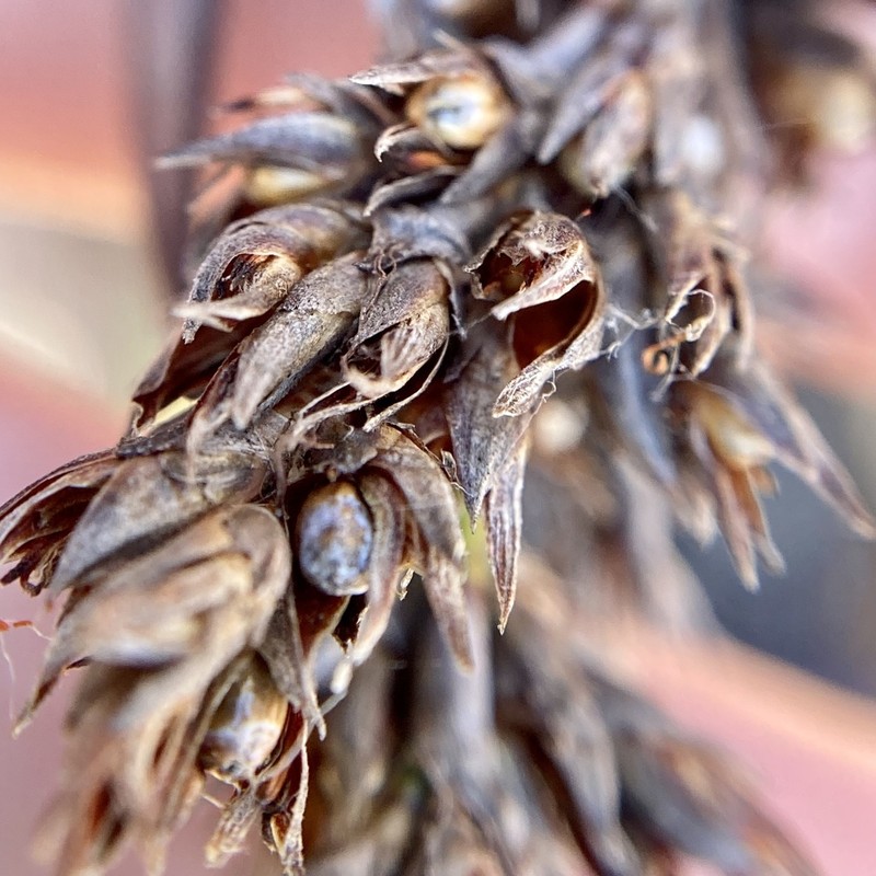 Lepidosperma hopperi photo 8