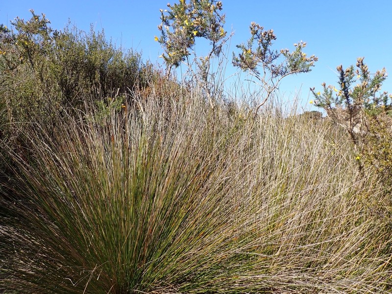 Lepidosperma neozelandicum