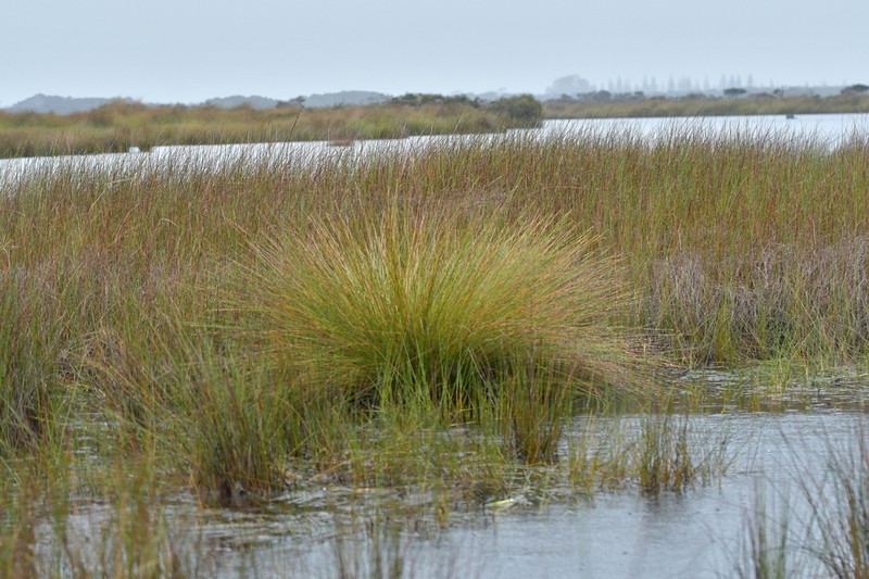 Lepidosperma neozelandicum photo 2